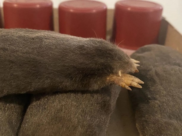 Foto - Yabancı bilim adamları keşfetti! Türkiye'nin o bölgesinde hızla yayılıyorlar