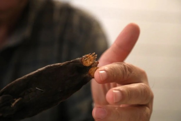 Yabancı bilim adamları keşfetti! Türkiye'nin o bölgesinde hızla yayılıyorlar