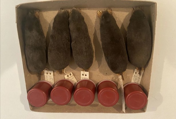 Foto - Yabancı bilim adamları keşfetti! Türkiye'nin o bölgesinde hızla yayılıyorlar