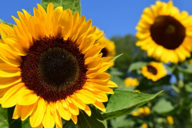 Foto - Yabancı firma bölgeye gelip tohumlar dağıtınca olanlar oldu! Ayçiçek yağı fiyatlarını sarsacak gelişme