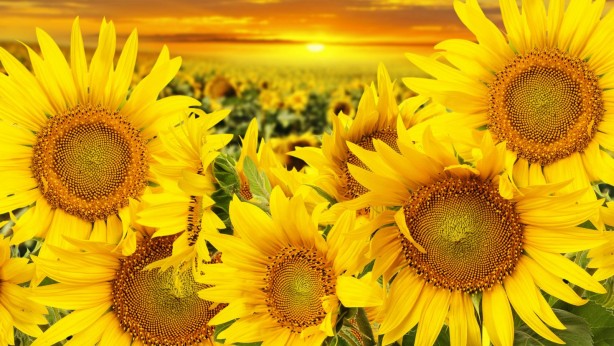 Foto - Yabancı firma bölgeye gelip tohumlar dağıtınca olanlar oldu! Ayçiçek yağı fiyatlarını sarsacak gelişme