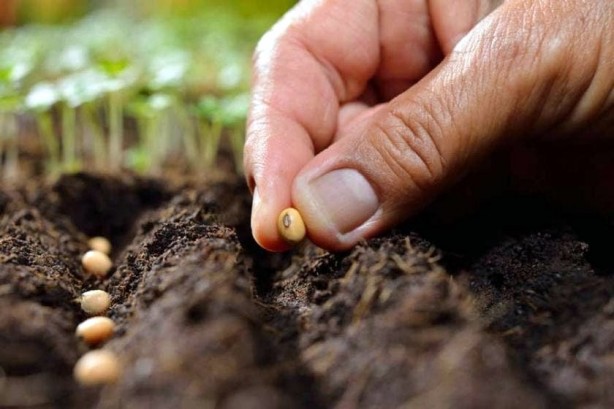 Foto - Yabancı firma bölgeye gelip tohumlar dağıtınca olanlar oldu! Ayçiçek yağı fiyatlarını sarsacak gelişme