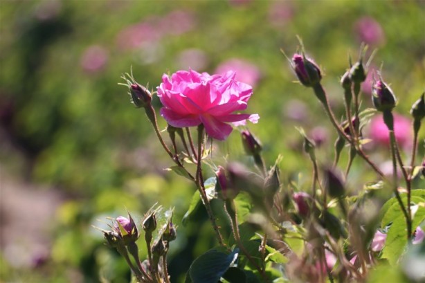 Foto - Yabancı turistlerin yeni gözdesi: Isparta gül bahçeleri