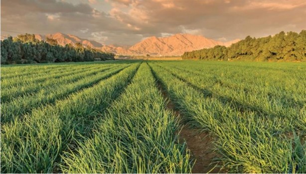 Foto - Yabancılar bir ilimize göz dikti! Çılgınlar gibi arazi topluyorlar