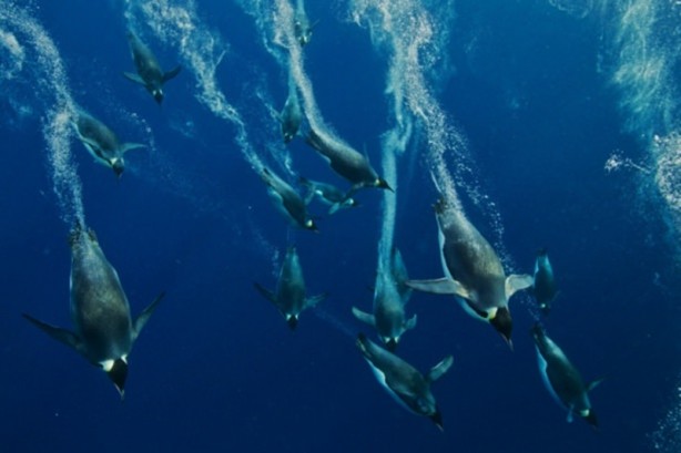 Foto - Yabani hayatın en iyileri!