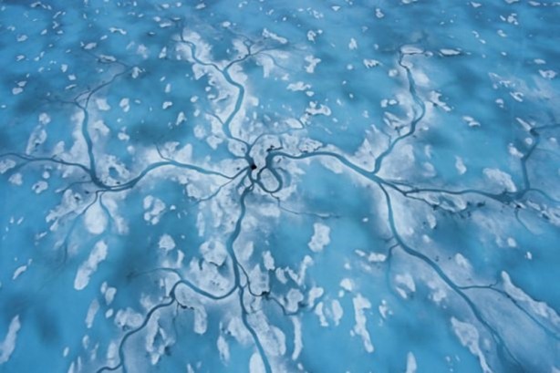 Foto - Yabani hayatın en iyileri!