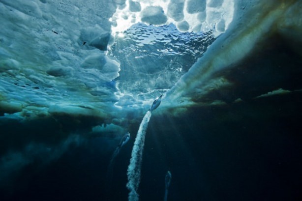 Foto - Yabani hayatın en iyileri!
