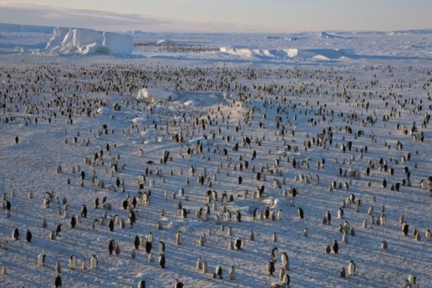 Foto - Yabani hayatın en iyileri!