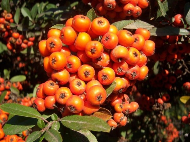 Yabani iğde depresyonu önlüyor