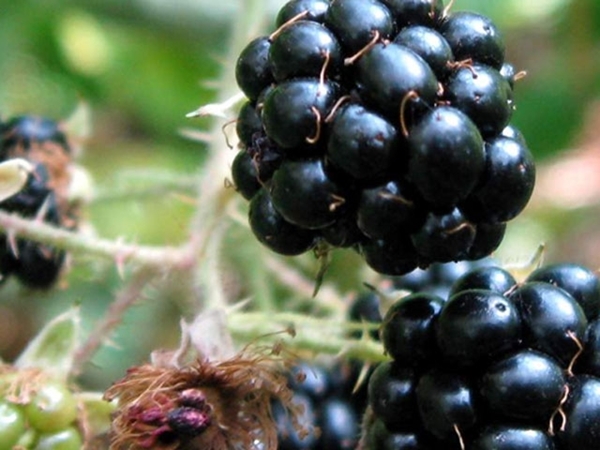 Foto - Yabani pirinç görmüş müydünüz?