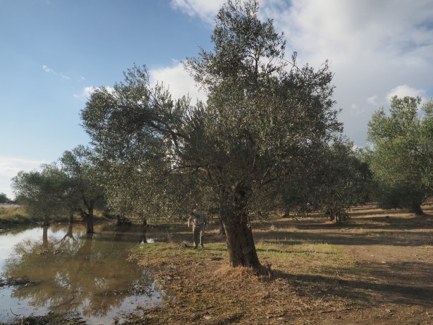 Foto - Yağan rahmet zeytin üreticisini sevindirdi