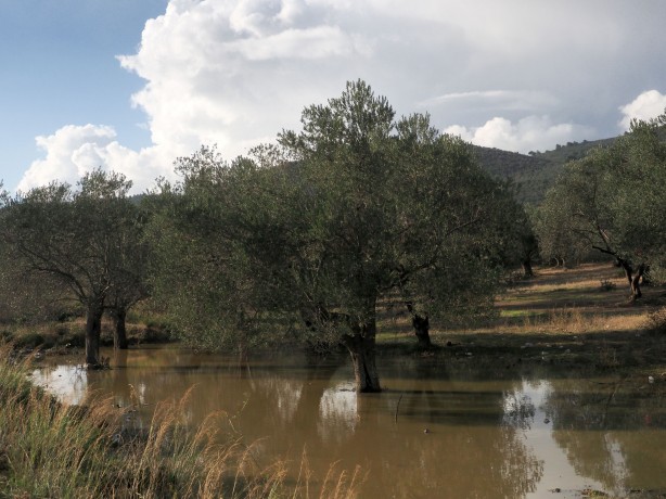 Foto - Yağan rahmet zeytin üreticisini sevindirdi
