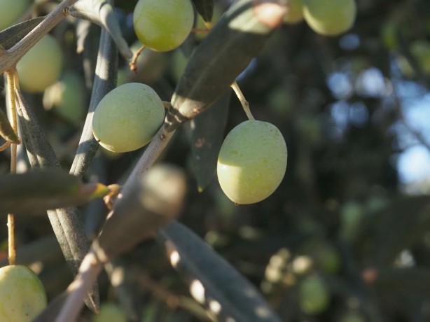 Yağan rahmet zeytin üreticisini sevindirdi