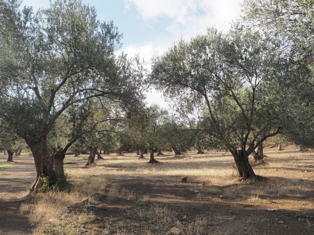 Foto - Yağan rahmet zeytin üreticisini sevindirdi