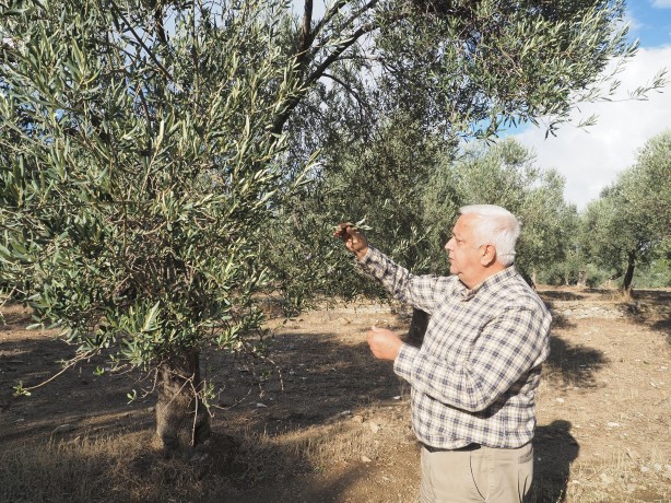 Foto - Yağan rahmet zeytin üreticisini sevindirdi
