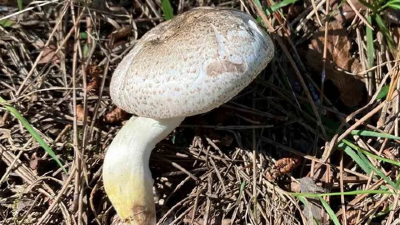 Foto - Yağışlar arttı bu detaya dikkat! Zehirli mantar nasıl anlaşılır?