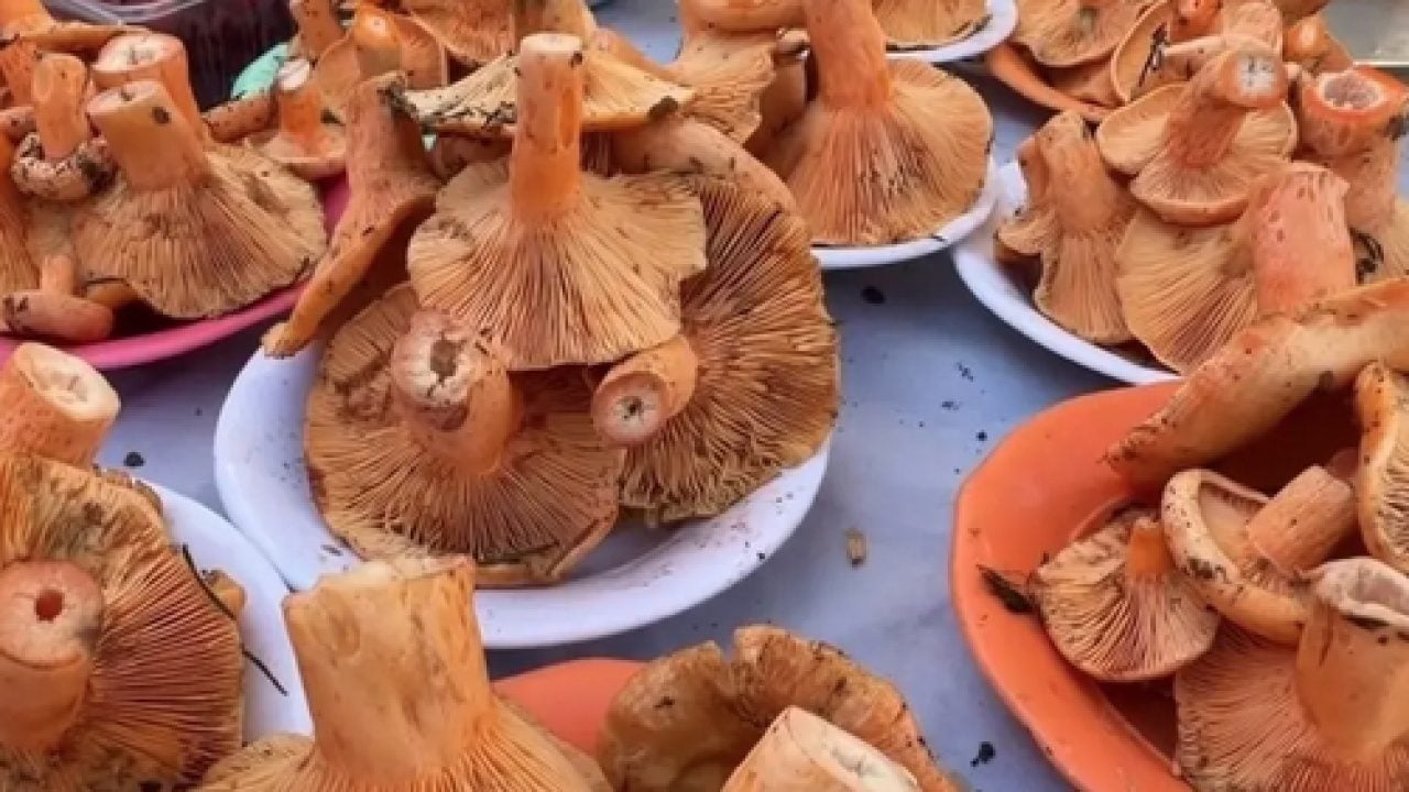 Foto - Yağışlar arttı bu detaya dikkat! Zehirli mantar nasıl anlaşılır?