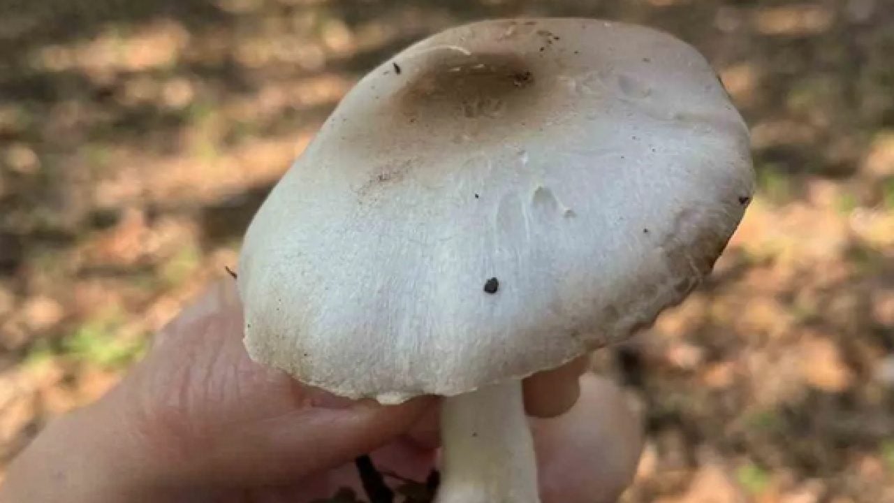 Foto - Yağışlar arttı bu detaya dikkat! Zehirli mantar nasıl anlaşılır?