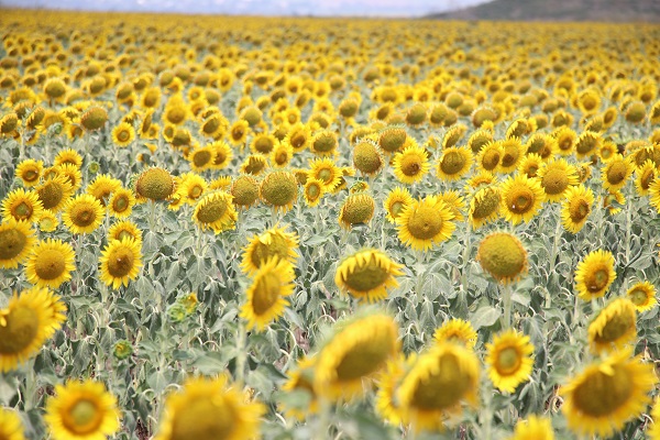 Foto - Yağışlar ayçiçeği üreticisini umutlandırdı