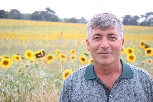 Foto - Yağışlar ayçiçeği üreticisini umutlandırdı