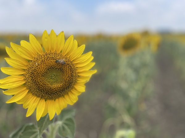 Foto - Yağışlar ayçiçeği üreticisini umutlandırdı