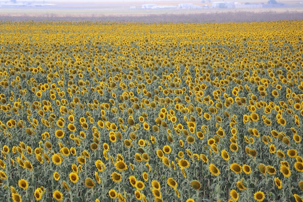 Foto - Yağışlar ayçiçeği üreticisini umutlandırdı