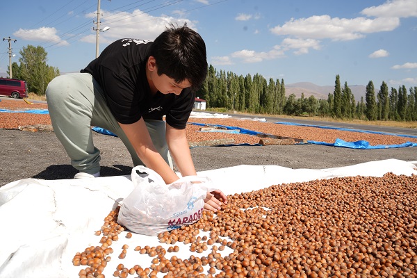 Foto - Yağışlar başladı böyle oldu! Trabzon'da toplanıyor Bayburt'ta kurutuluyor