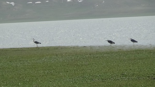 Foto - Yağışlar can suyu oldu! Akgöl yeniden canlandı