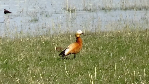 Foto - Yağışlar can suyu oldu! Akgöl yeniden canlandı