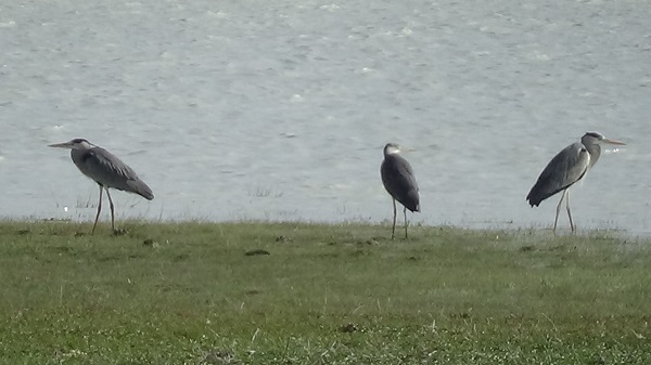 Foto - Yağışlar can suyu oldu! Akgöl yeniden canlandı