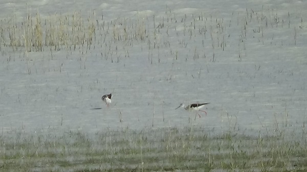 Foto - Yağışlar can suyu oldu! Akgöl yeniden canlandı