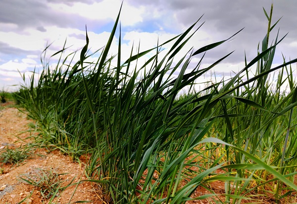 Foto - Yağışlar umutları arttırdı! Rekolte beklentisi 2 milyon tonu buldu