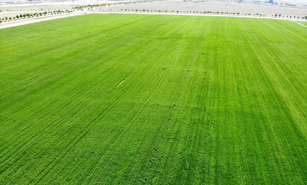 Foto - Yağışlar umutları arttırdı! Rekolte beklentisi 2 milyon tonu buldu