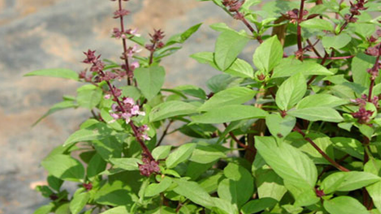 Foto - Yağları cayır cayır yakan bitki! 90-60-90 vücudun sırrı! 