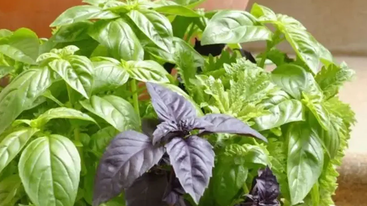 Foto - Yağları cayır cayır yakan bitki! 90-60-90 vücudun sırrı! 