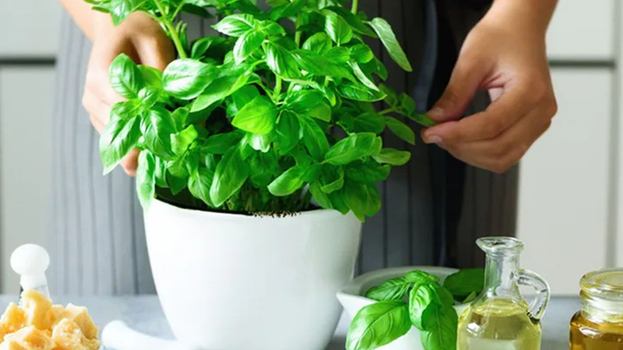 Yağları cayır cayır yakan bitki! 90-60-90 vücudun sırrı! 