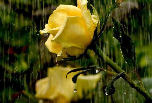 Foto - Yağmur ile Gül'ün muhteşem buluşması