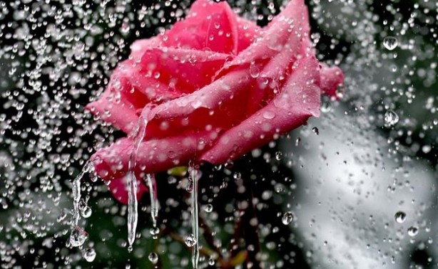 Foto - Yağmur ile Gül'ün muhteşem buluşması