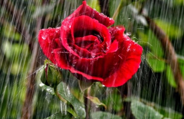 Foto - Yağmur ile Gül'ün muhteşem buluşması