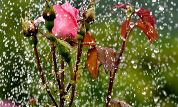 Foto - Yağmur ile Gül'ün muhteşem buluşması