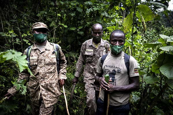 Foto - Yağmur ormanının sevimli üyeleri