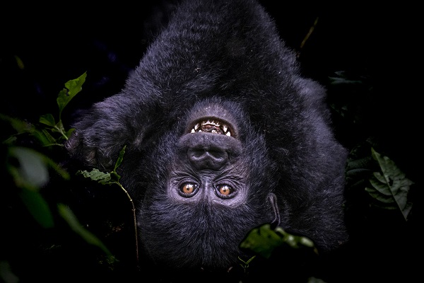 Yağmur ormanının sevimli üyeleri