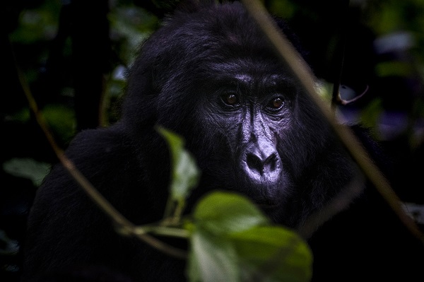 Foto - Yağmur ormanının sevimli üyeleri