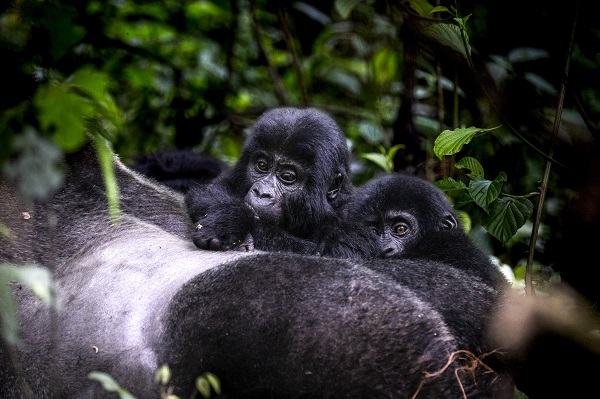 Foto - Yağmur ormanının sevimli üyeleri