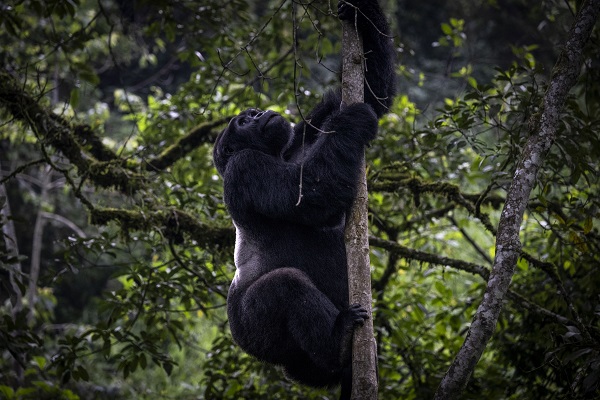 Foto - Yağmur ormanının sevimli üyeleri