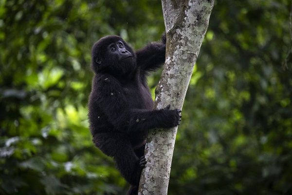 Foto - Yağmur ormanının sevimli üyeleri