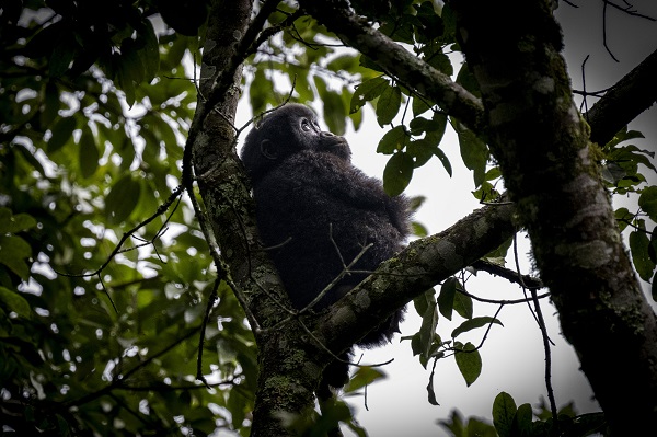 Foto - Yağmur ormanının sevimli üyeleri