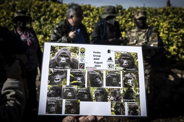 Foto - Yağmur ormanının sevimli üyeleri