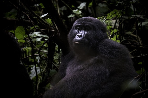 Foto - Yağmur ormanının sevimli üyeleri