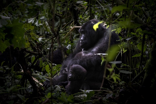 Foto - Yağmur ormanının sevimli üyeleri